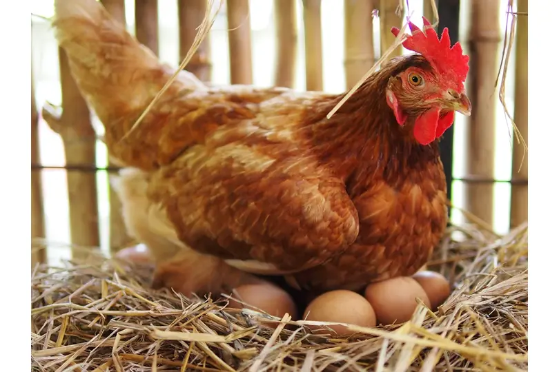 Kip op legnest met eitjes