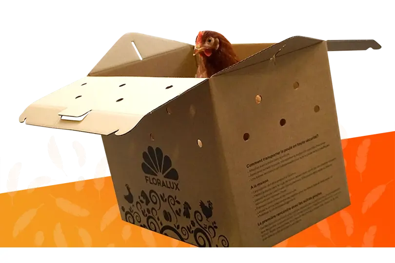 Kip in floralux transportdoos