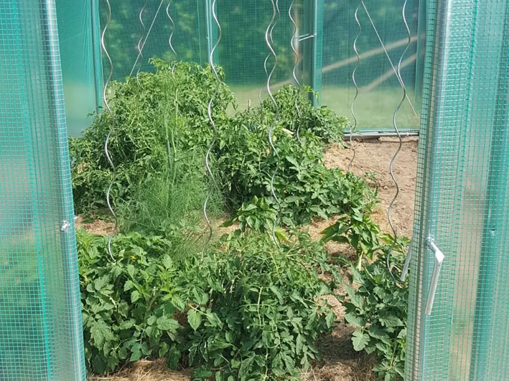 Tunnelserre Splendid 13,5 m² bsetellen - Filclair serres aanbieding-3